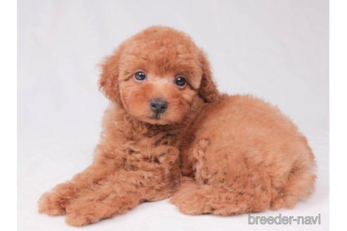 成約済の東京都のトイプードル-194625の3枚目